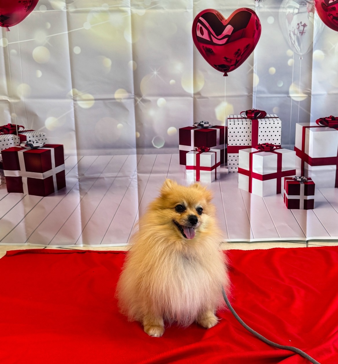 Valentine’s Day Photo Booth at Hebron Animal Hospital