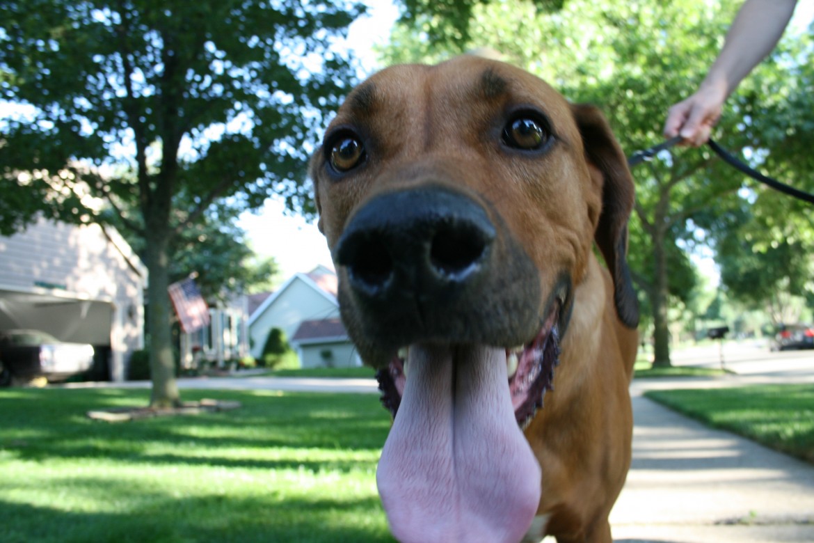 How Hot is Too Hot? Heat Stress in Pets