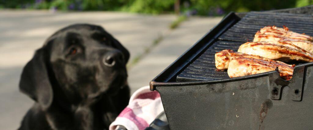 BBQers Beware: Common Summertime Dog Choking Hazards and Bowel Obstruction Risks