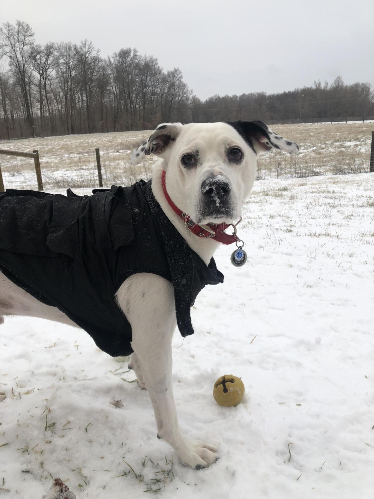 Cold Weather Safety Tips for Pets in Hebron, KY